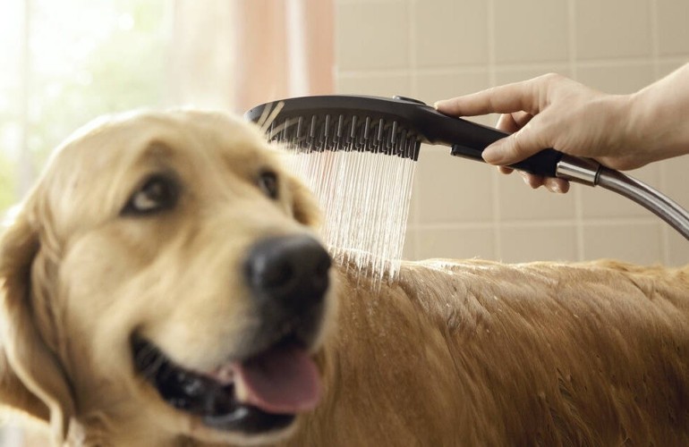 Купить купить душ для собак с массажной струей, dogshower hansgrohe, 26640700 цвет: белый