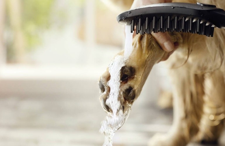 Купить купить душ для собак с массажной струей, dogshower hansgrohe, 26640560 цвет: розовый