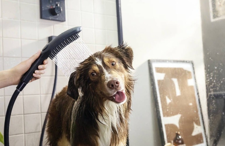 Купить купить душ для собак с массажной струей, dogshower hansgrohe, 26640560 цвет: розовый